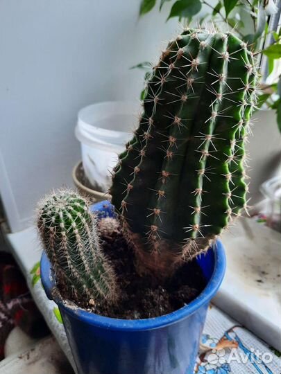 Кактус эхинопсис