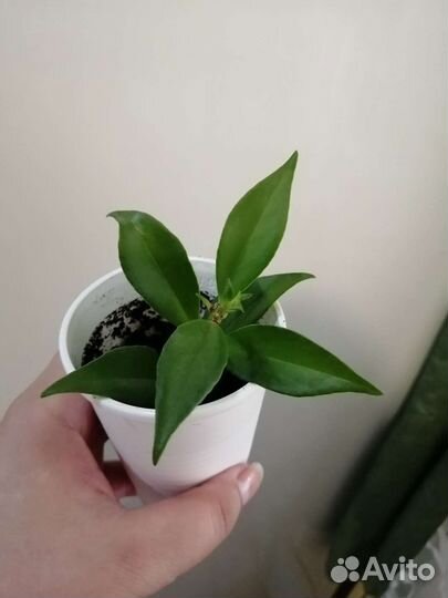 Эсхинантус Aeschynanthus obconicus