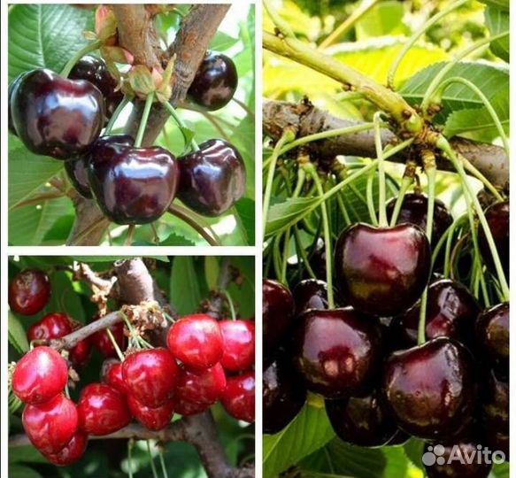 Вишня Шоколадница + 2сорта