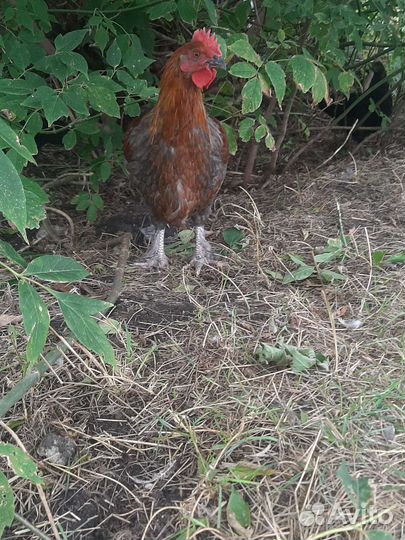 Петух брама