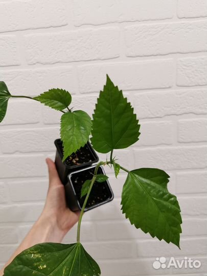 Гибискус красный махровый