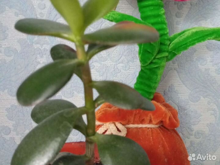 Денежное дерево