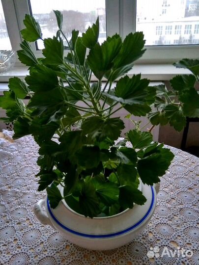 Супница интерьерная