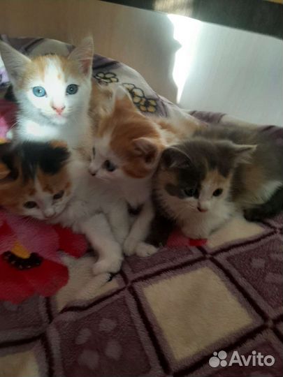 Котята в добрые руки бесплатно