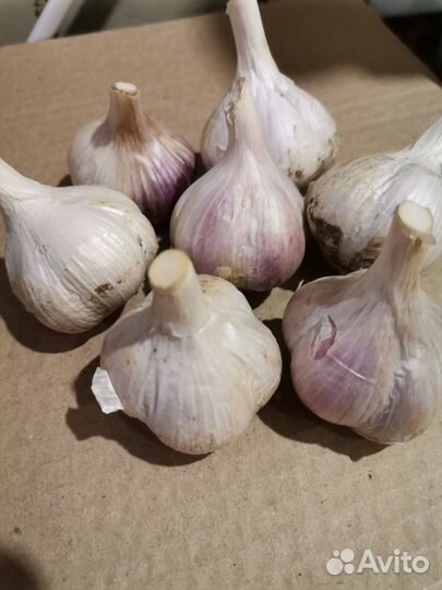 Помидоры, чеснок