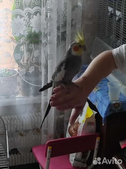 Попугай корелла мальчик
