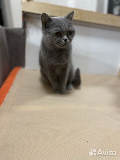 Британская