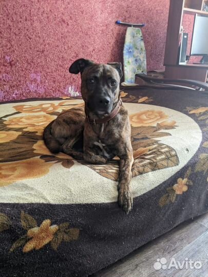 Чарли ищет дом