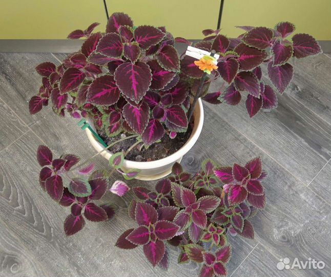 Цветок крапивка колеус