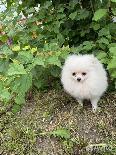 Померанский шпиц