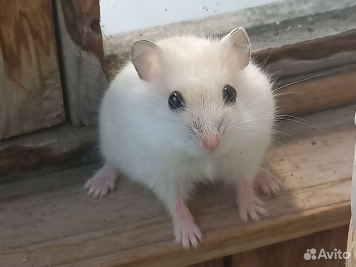 Джунгарский хомяк