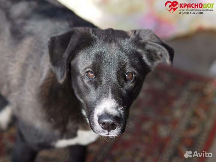 Собаки в добрые руки