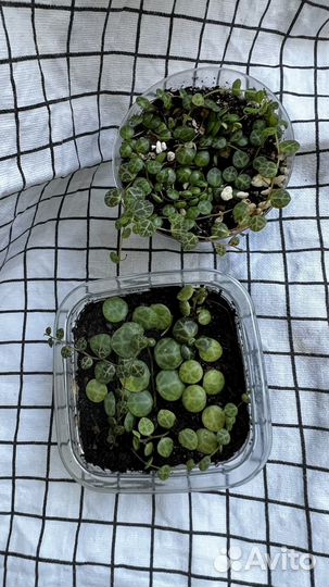 Пеперомия прострата