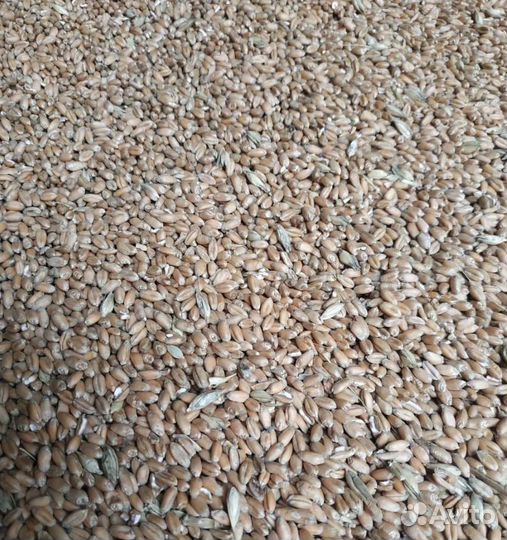 Пшеница озимая, Ячмень яровой на корм