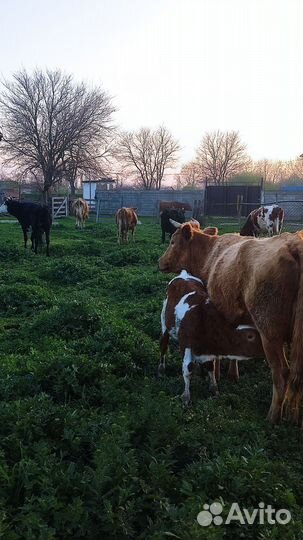 Коровы дойные молочные