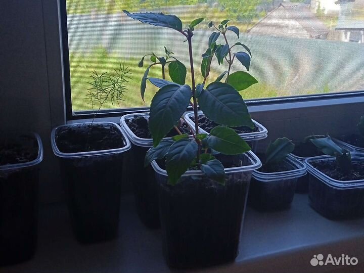 Отростки цветов фуксия