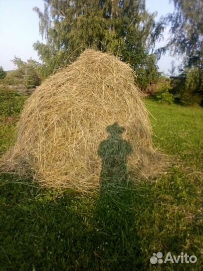 Сено,картошка