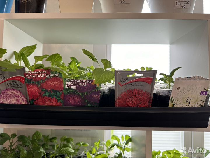 Рассада цаетов. Петиния, астра, колокольчики