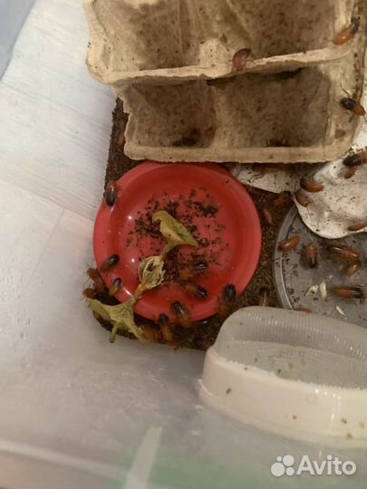 Кормовые насекомые: туркменский таракан