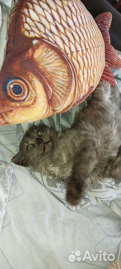 Кот в добрые руки