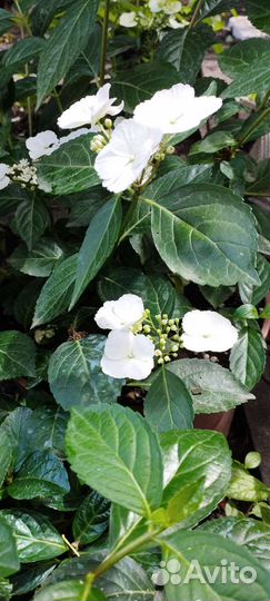 Саженцы гортензии 