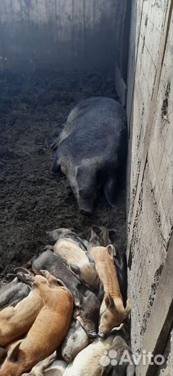 Венгерская мангалица