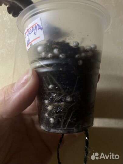 Фиалка.укорененные черенки сортовых фиалок