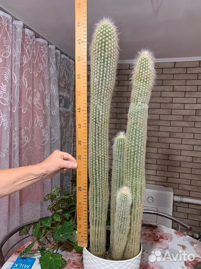 Кактус цветущий