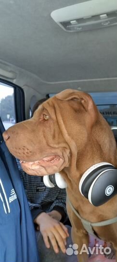 Шарпей вязка