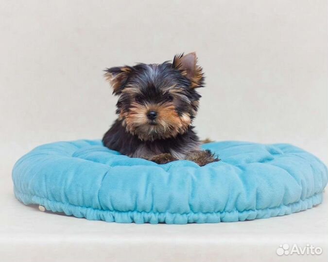 Йоркширский терьер щенки