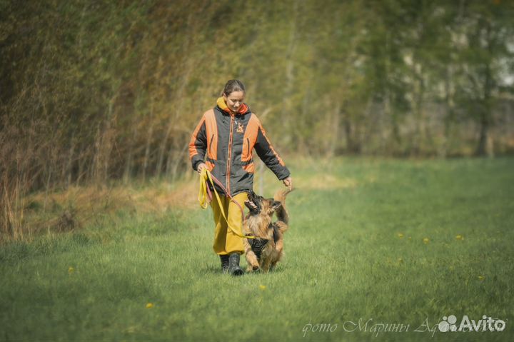 Дрессировка собак, кинолог, передержка