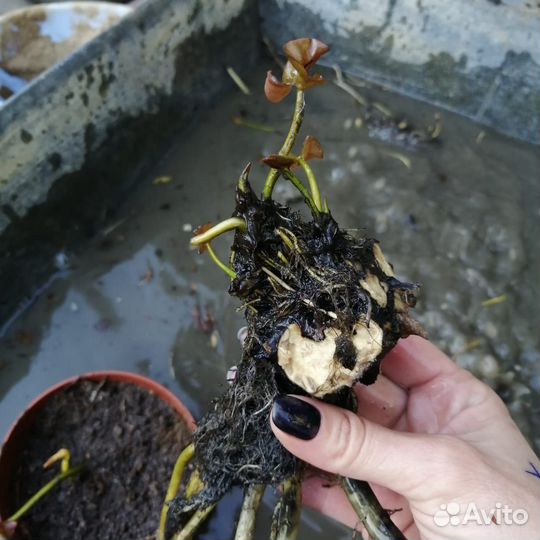 Нимфея, водная лилия (детки)