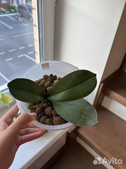 Орхидея фаленопсис