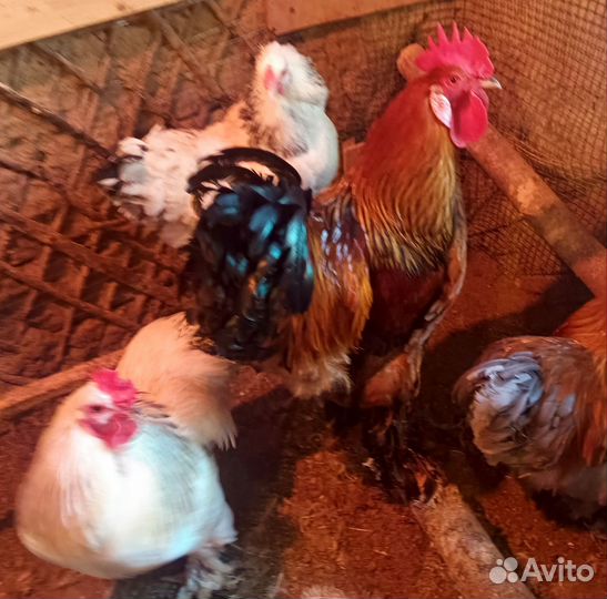 Петухи Брама