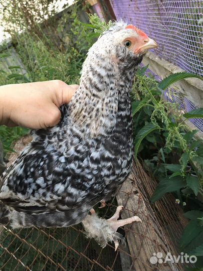 Петушки молодняк