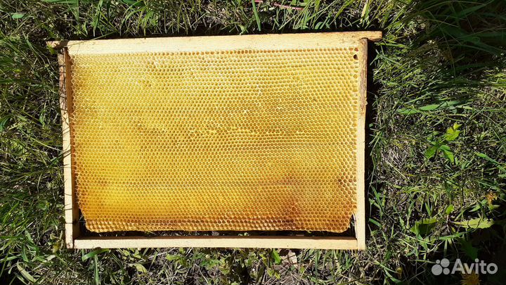 Сушь для пчел