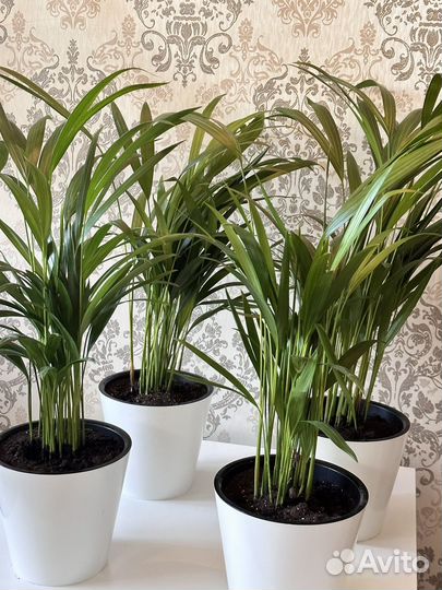 Дипсис пальма (60см) густые крупные