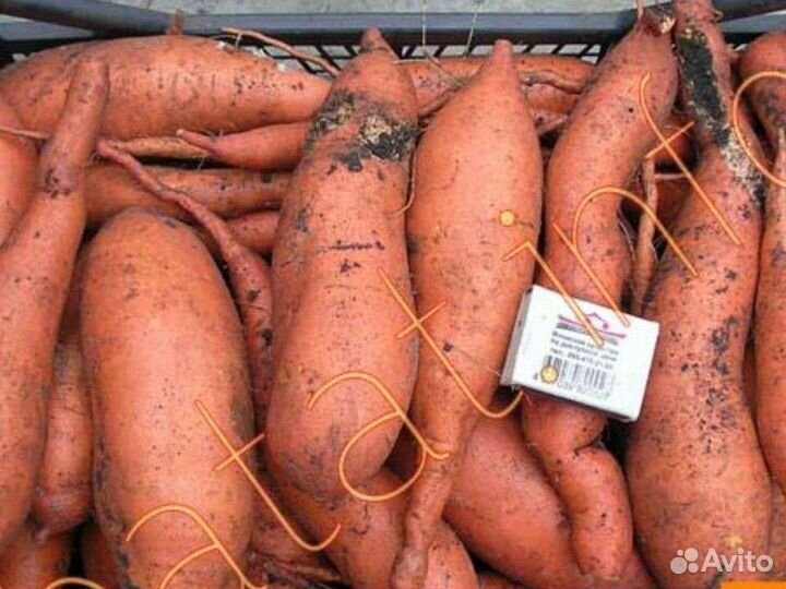 Батат Картофель