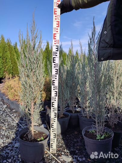 Можжевельник скальный Блю Эрроу