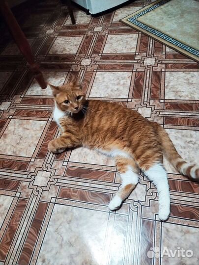 Отдам кота в добрые руки
