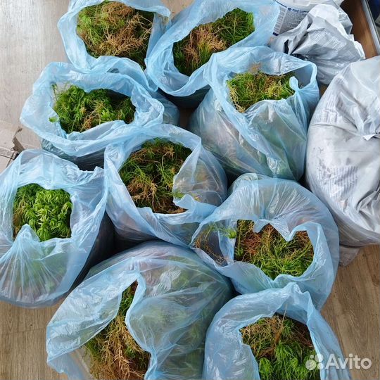 Мох сфагнум живой, цена за 10 литров