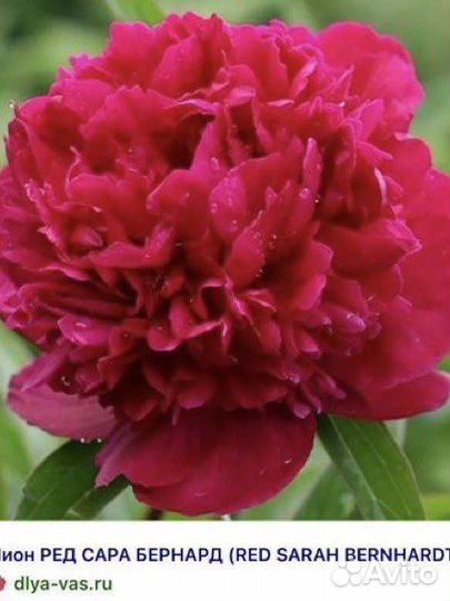 Пион Сара бернар вся коллекция