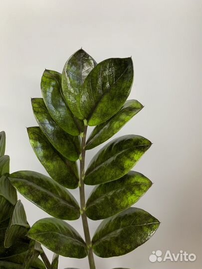 Замиокулькас черный равен(деленки)