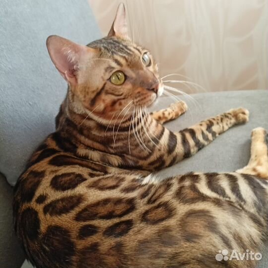 Бенгальский кот
