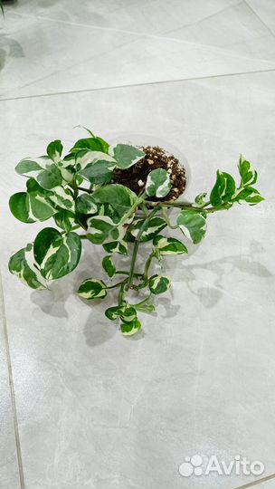Scindapsus N’Joy (Стендапсус N’Joy)