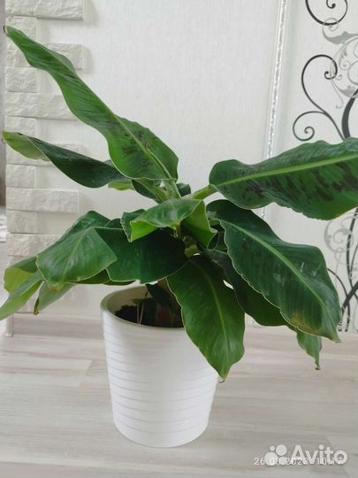 Банан киевский карлик