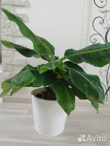 Банан киевский карлик