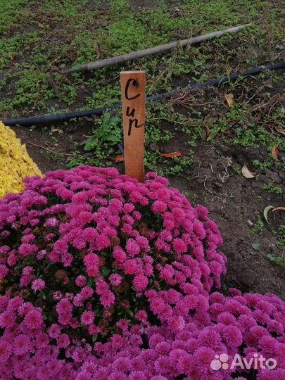 Продаём многолетние цветы. Дубочки, мульти флора