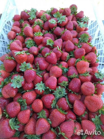 Саженцы ремонтантной клубники