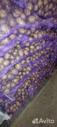 Продам картофель оптом